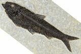 Detailed Fossil Fish (Knightia) - Huge For Species #370857-1
